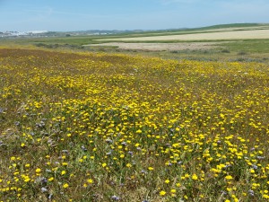 Coastal Ecosystem