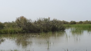 Donana National Park