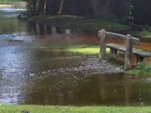 New Forest Footpath