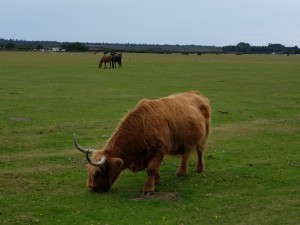 Variety of animals