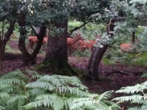 Herd of Deer